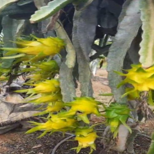Yellow Dragon Fruit Plant