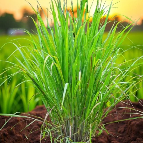 Fresh Lemon Grass