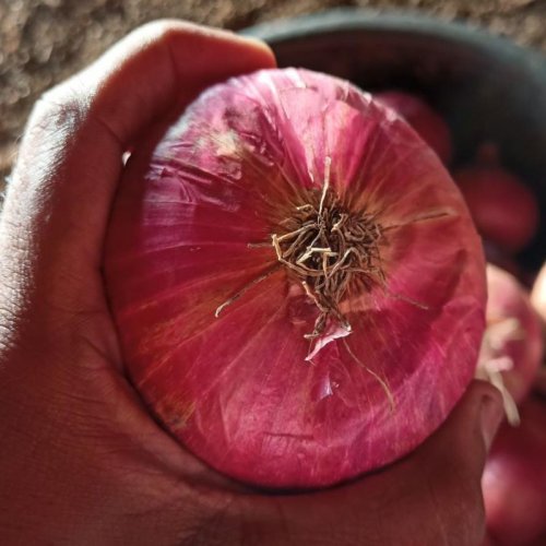 Fresh Big Red Onion