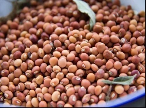 Toor Dal Seeds