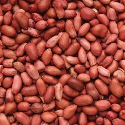 Groundnut Seed