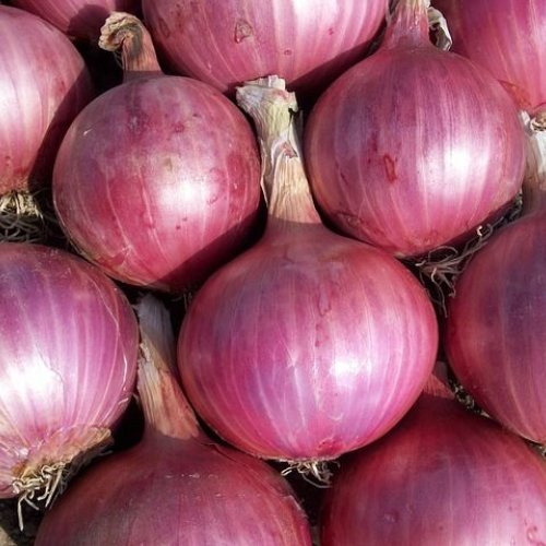 Fresh Red Onion Fresh Red Onion