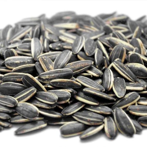 Sunflower Seed