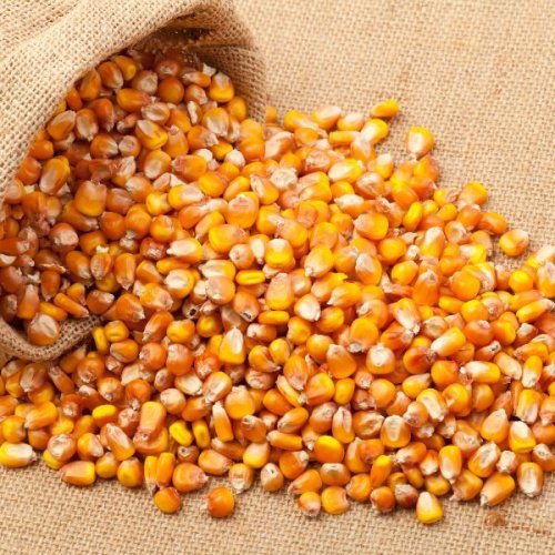 Yellow Maize Seeds Yellow Maize Seeds