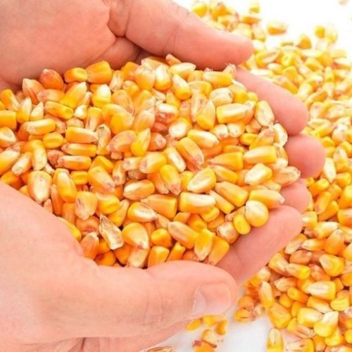 A Grade Yellow Corn