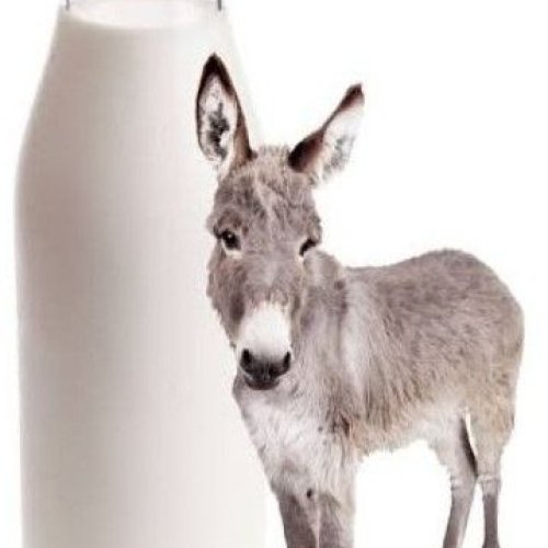 Fresh Donkey Milk