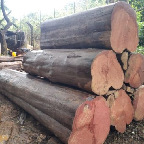 Unfinished Teak Wood Log