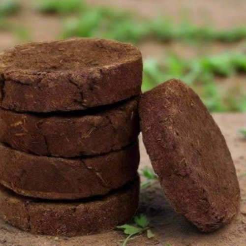 Cow Dung Cake