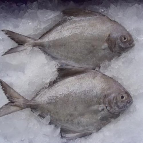 Black Pomfret