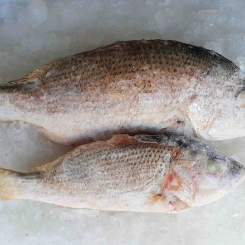Freeze White Grouper Fish