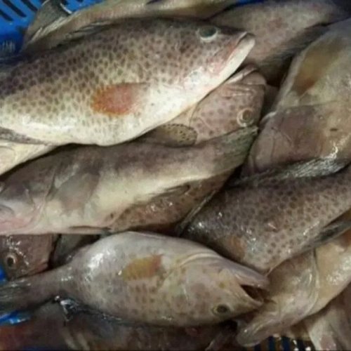 Fresh Brown Spotted Grouper Fish