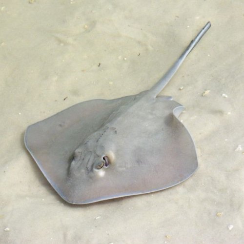 Fresh Stingray Fish