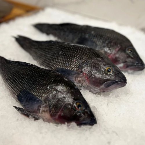Fresh Black Snapper Fish