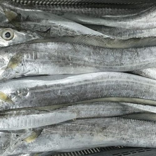 Fresh Silver Ribbon Fish