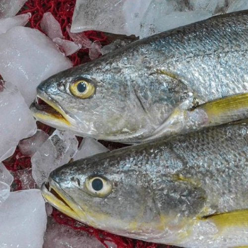 Fresh Tiger Tooth Croaker Fish