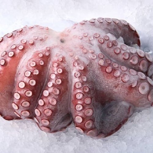 Fresh Whole Clean Octopus