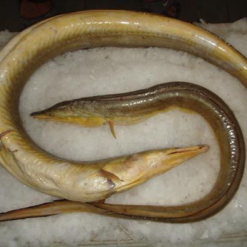 Fresh Yellow Eel Fish