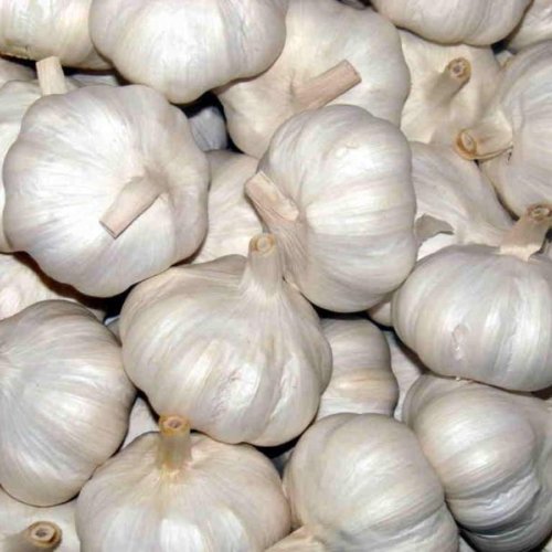 Fresh White Garlic