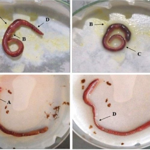 Acute Toxicity Test in Earthworm