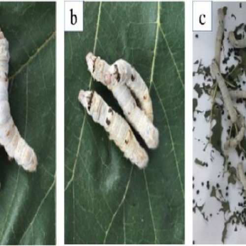 Acute Toxicity Test in Silkworm