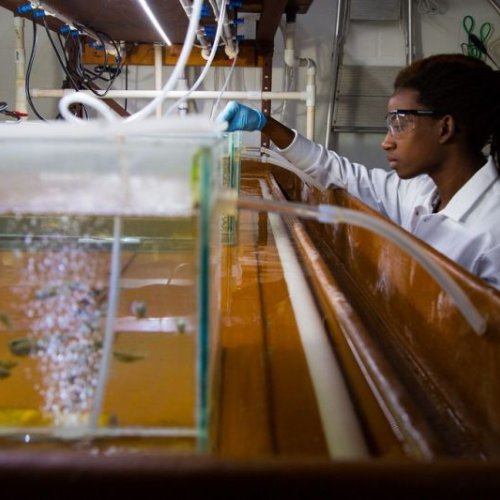 Avian Acute Oral Toxicity Test