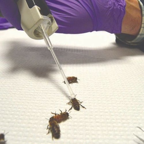 honeybees acute oral toxicity test service