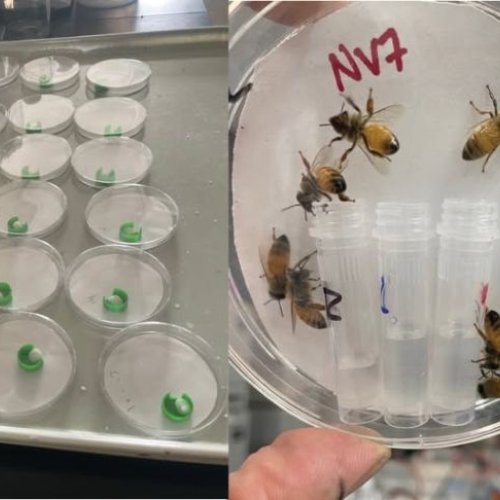 Oral and Contact Toxicity Test in Honeybee
