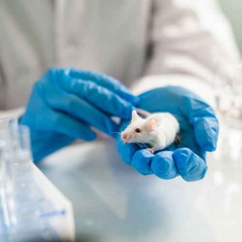 Sub-Acute &AMP; Chronic Toxicity Studies