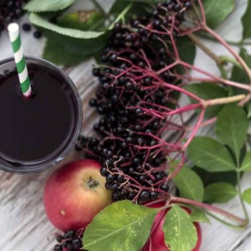 Elderberry Juice Concentrate