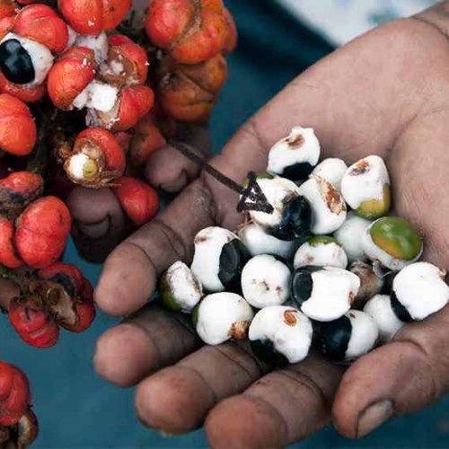 Freeze Dried Super Guarana