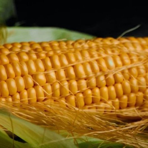 A Grade Whole Maize Grain