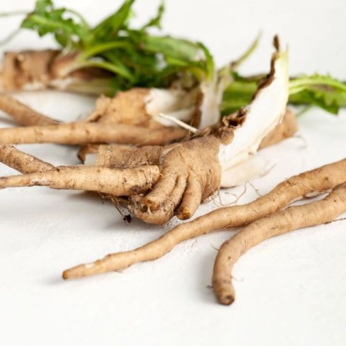 Natural Fresh Chikory Root