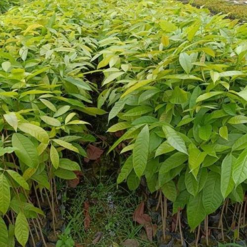 Mahogany Plants