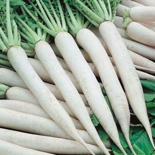 P. Chetki Long Radish Seeds