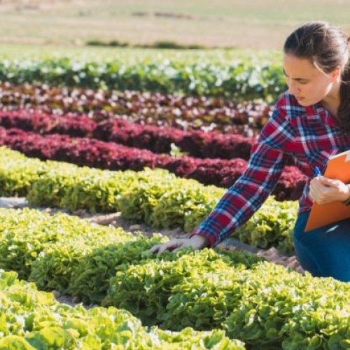 Agri Consumables Supply Services