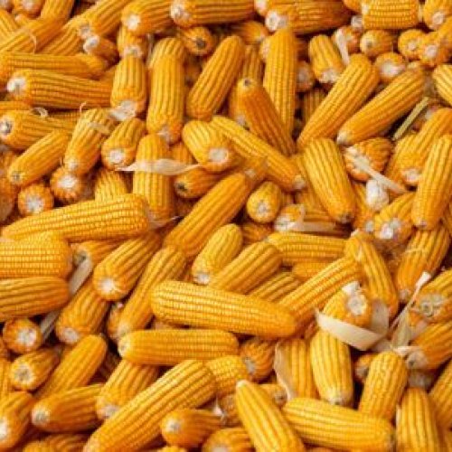 Agro Market Linkage Services