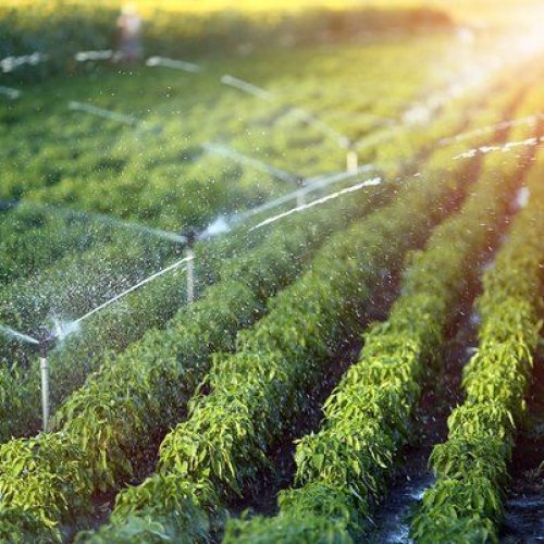 Irrigation Water Management Service