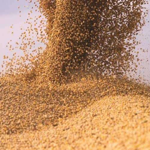 Maize Poultry Feed