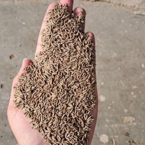 Cumin Seed Jeera