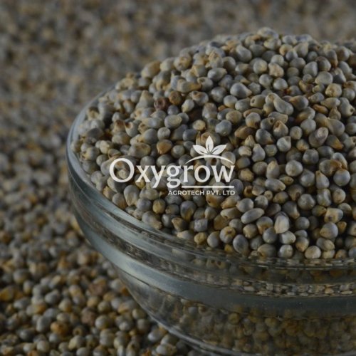 Pearl Millet