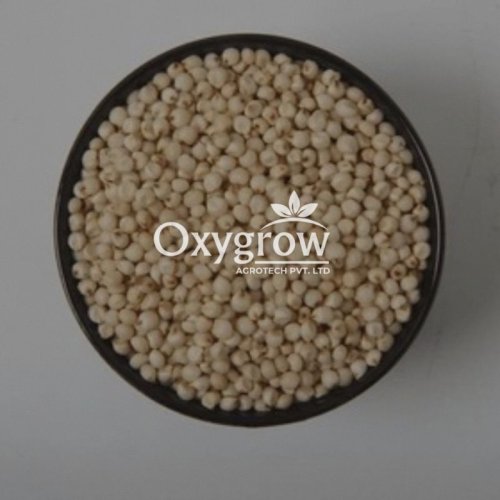 Sorghum Seeds