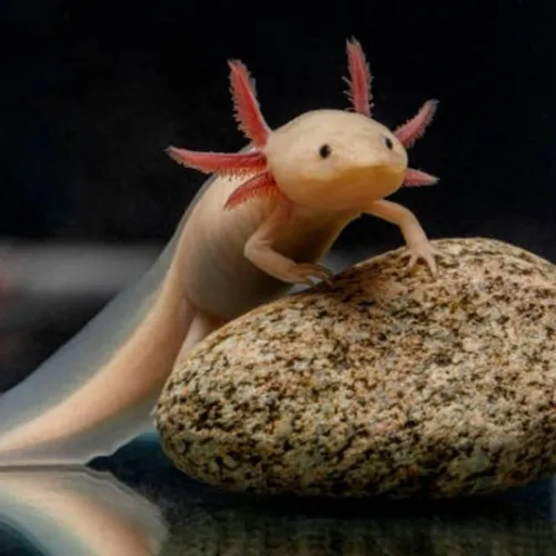 Axolotl Aquarium Fish