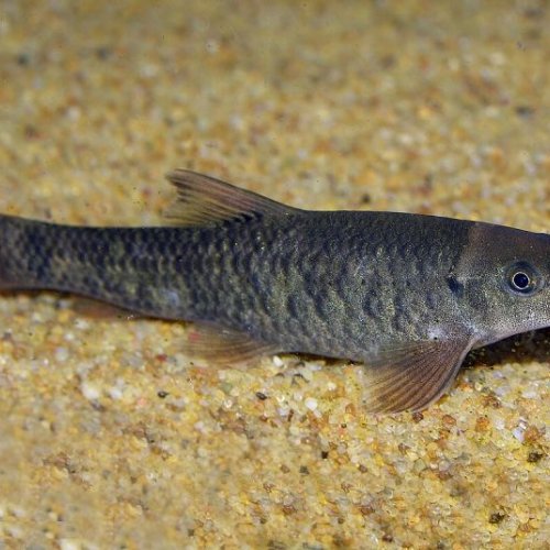 Doctor Aquarium Fish