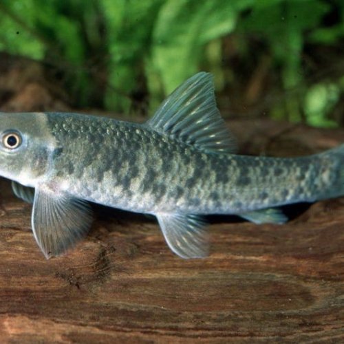 Garra Rufa Aquarium Fish