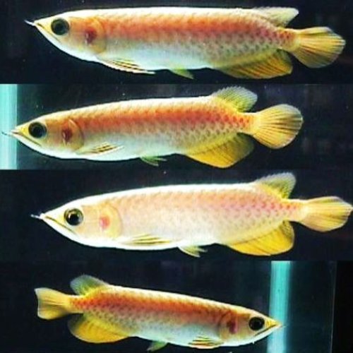 Silver Arowana Aquarium Fish
