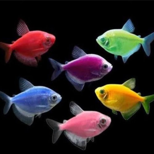 Widow Tetra Aquarium Fish