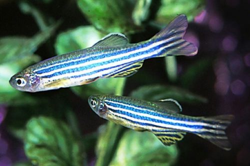 Zebra Danio Aquarium Fish