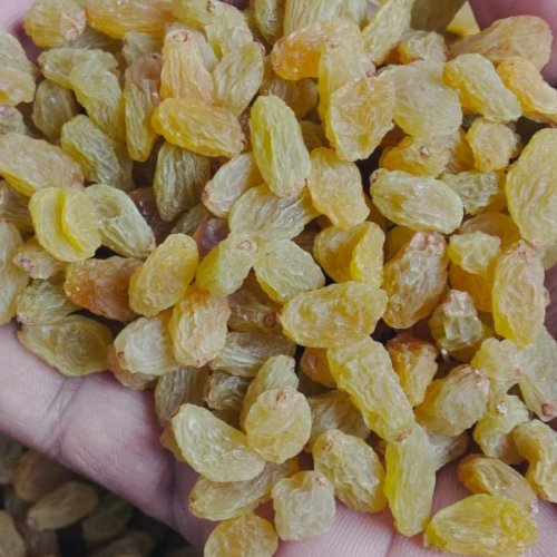 Indian Golden Jumbo Raisins