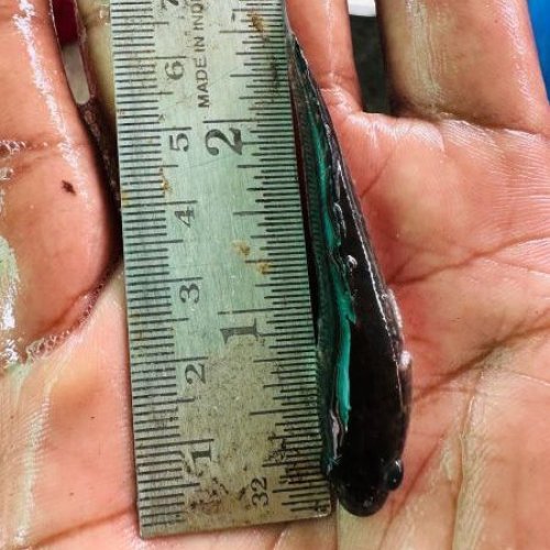 3 Inch Murrel Fish Seeds