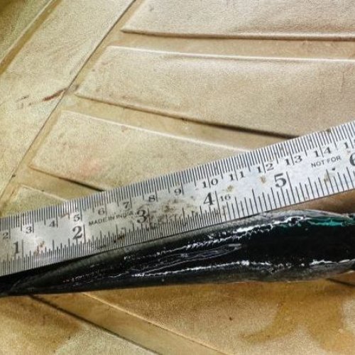 6 Inch Murel Fish Seeds